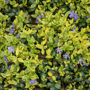 Illumination Periwinkle in bloom
