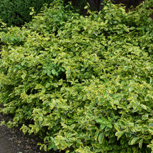 E.T. Gold Wintercreeper