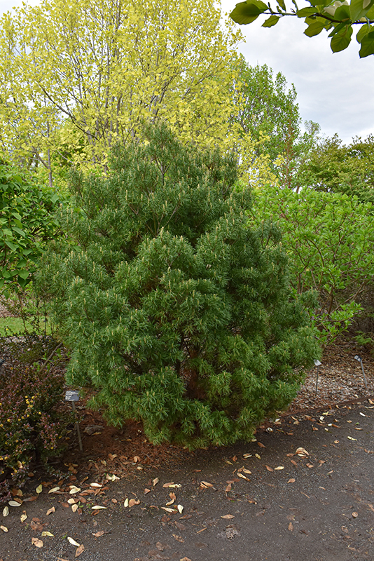 Mini Twists White Pine