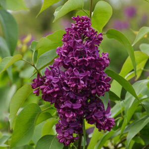Burgundy Queen Lilac flowers