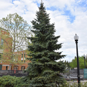 Baby Blue Eyes Spruce