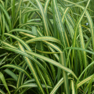 El Dorado Feather Reed Grass foliage