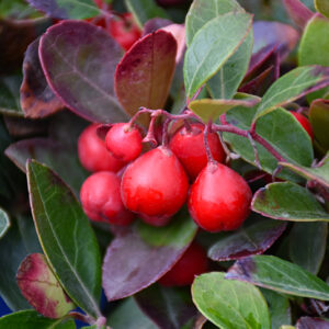 Cherry Berries Wintergreen fruit