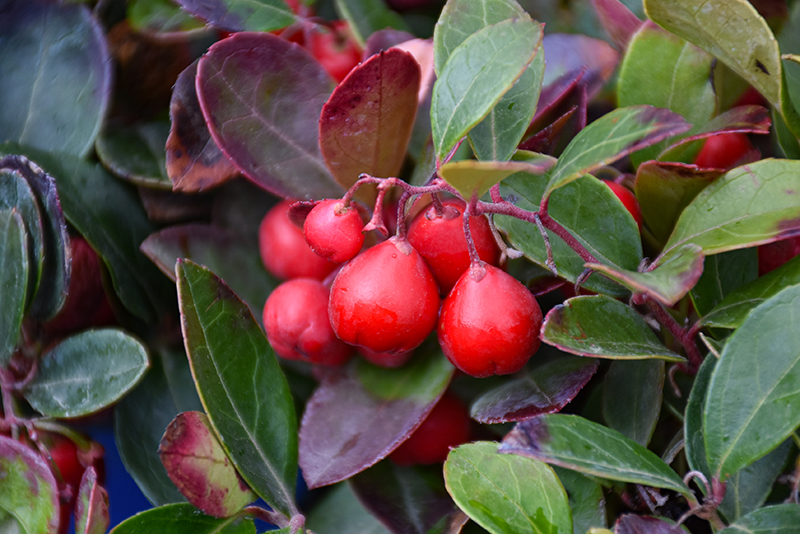 Cherry Berries Wintergreen fruit
