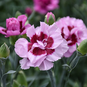 Pretty Poppers&reg; Kiss And Tell Pinks flowers