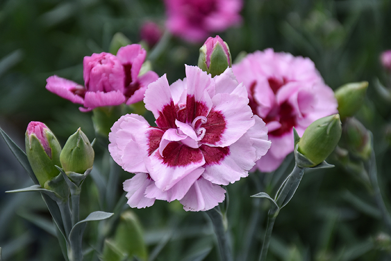 Pretty Poppers® Kiss And Tell Pinks flowers