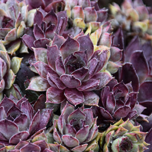 Chick Charms® Grape Galaxy™ Hens And Chicks
