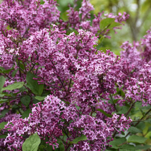 Bloomerang Dark Purple Lilac (tree form) flowers