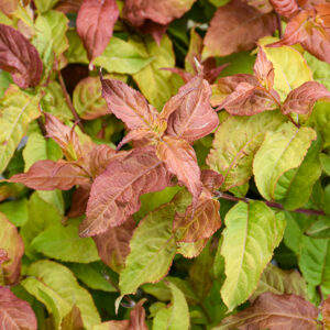 Kodiak Fresh&reg; Diervilla foliage