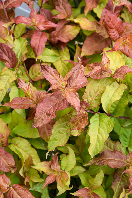 Kodiak Fresh® Diervilla foliage