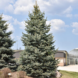 Baby Blue Blue Spruce