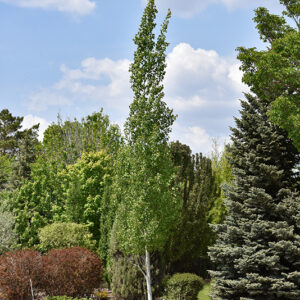 Guardian&trade; Columnar Aspen