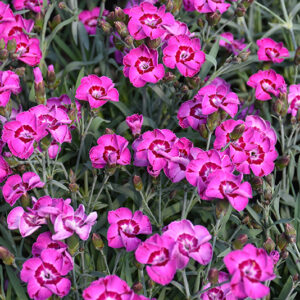 EverLast&trade; Violet Blue Pinks flowers