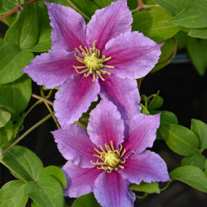 Mrs. N. Thompson Clematis flowers