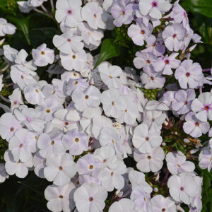 Fashionably Early Lavender Ice Garden Phlox flowers