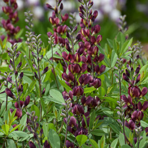 Burgundy Blast False Indigo flowers