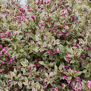 My Monet Purple Effect&reg; Weigela flowers