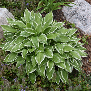Golden Variegated Hosta