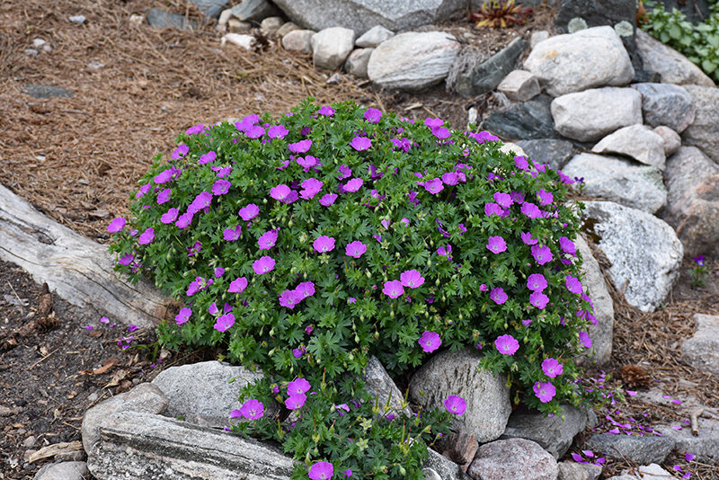 Bloody Cranesbill in bloom