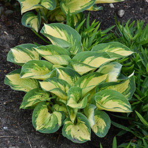 Great Expectations Hosta