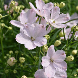 Summer Morning Delphinium flowers