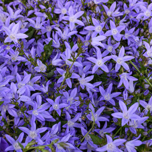 Blue Waterfall Serbian Bellflower flowers