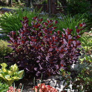 Winecraft Black&reg; Smokebush