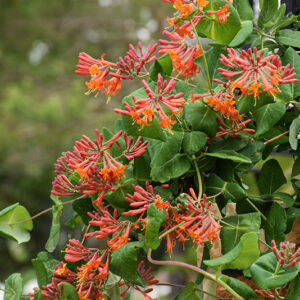 Dropmore Scarlet Trumpet Honeysuckle flowers
