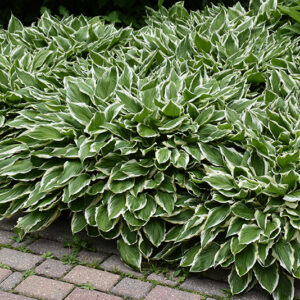 White-Variegated Hosta