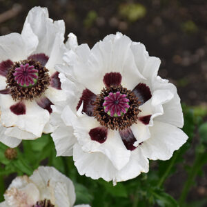 Royal Wedding Poppy flowers