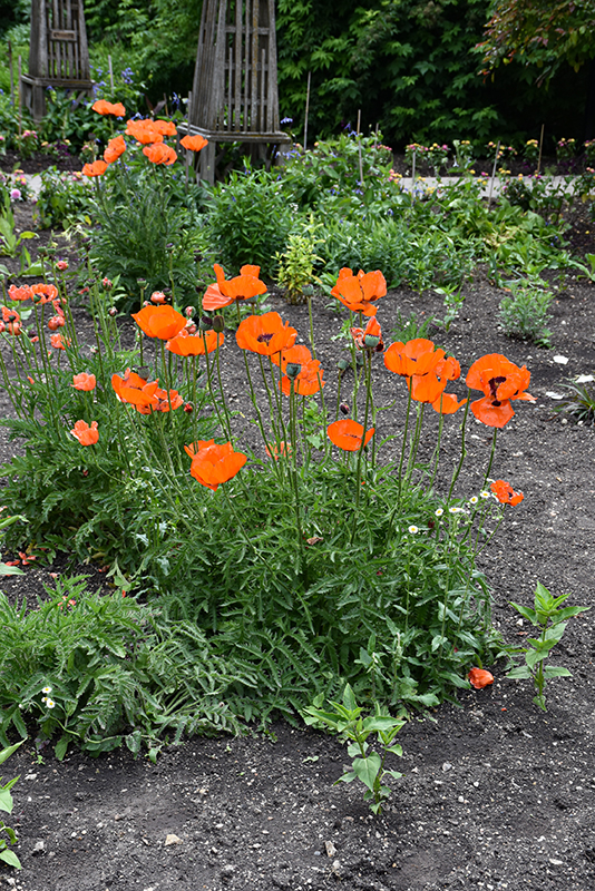 Oriental Poppy in bloom