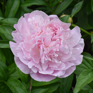 Sarah Bernhardt Peony flowers