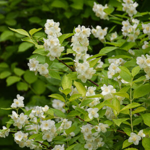 Golden Mockorange flowers