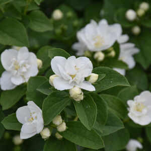 Illuminati Arch&reg; Mockorange flowers