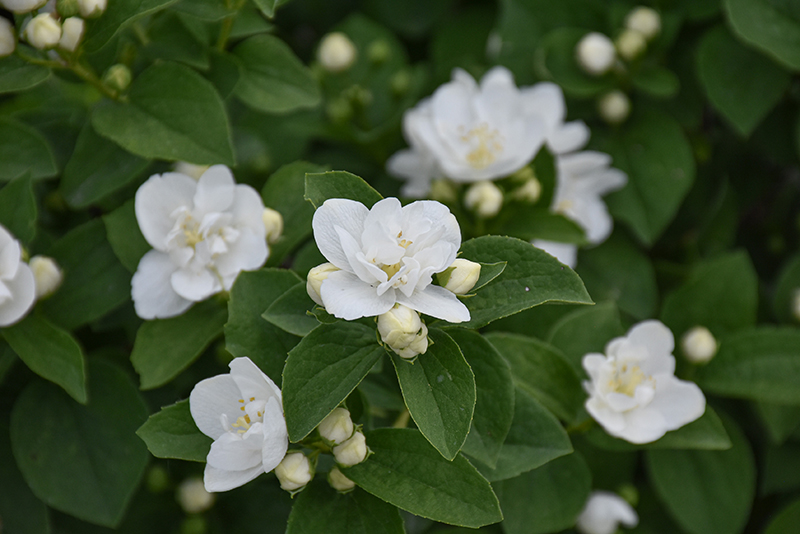 Illuminati Arch® Mockorange flowers