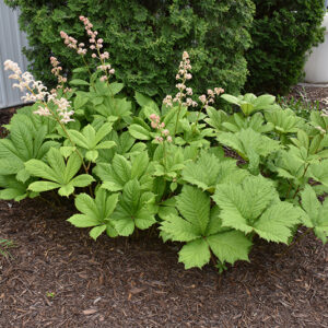 Rodgersia in bloom