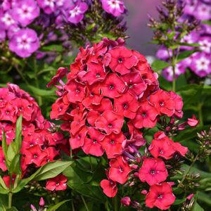 Red Riding Hood Garden Phlox flowers