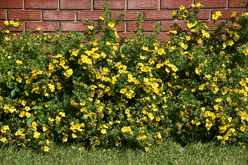 Gold Star Potentilla in bloom