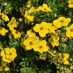 Gold Star Potentilla flowers