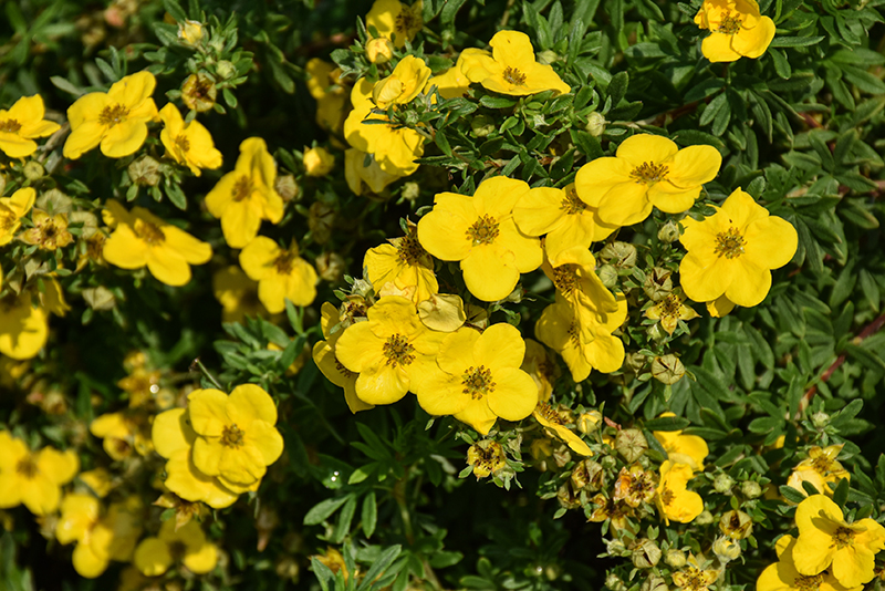 Gold Star Potentilla flowers