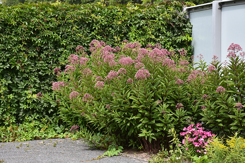 Gateway Joe Pye Weed in bloom