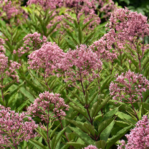 Gateway Joe Pye Weed flowers