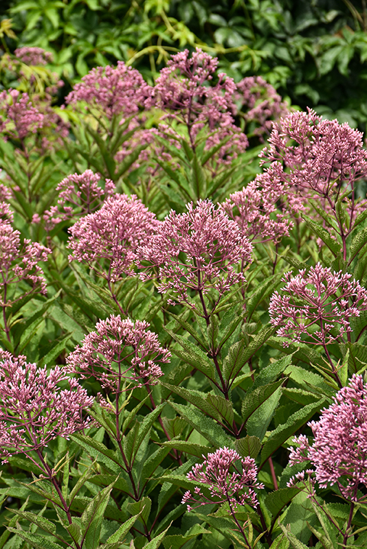 Gateway Joe Pye Weed flowers