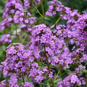 Jeana Garden Phlox flowers