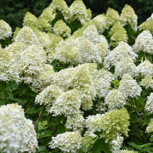 Limelight Prime® Hydrangea flowers