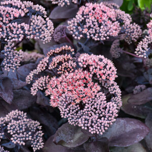 Mojave Jewels&trade; Sapphire Stonecrop flowers