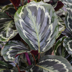 Medallion Rose Painted Calathea foliage