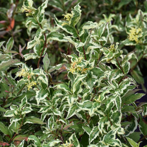 Cool Splash&reg; Bush Honeysuckle flowers