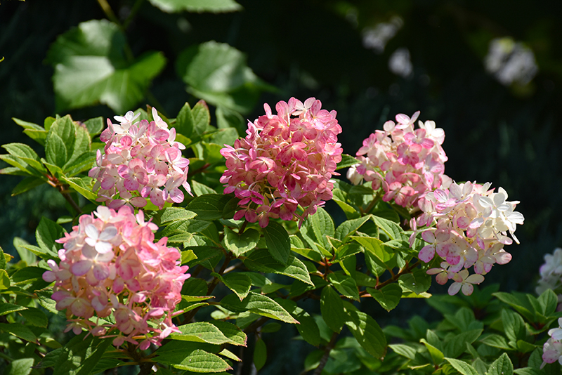 Little Lime Punch® Hydrangea flowers (faded)