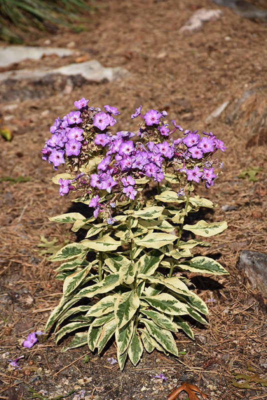 Olympus Garden Phlox in bloom